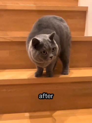 階段で立っている猫