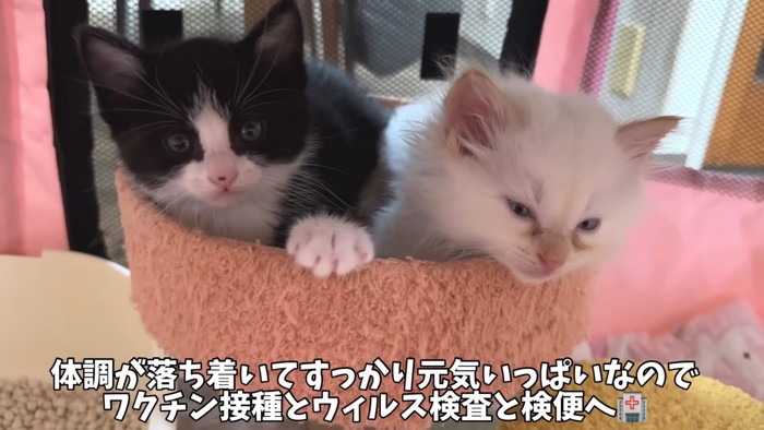 ハチワレと白の子猫