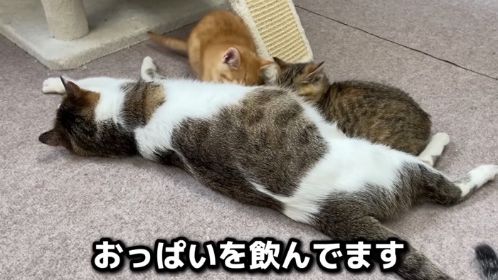 授乳中の猫