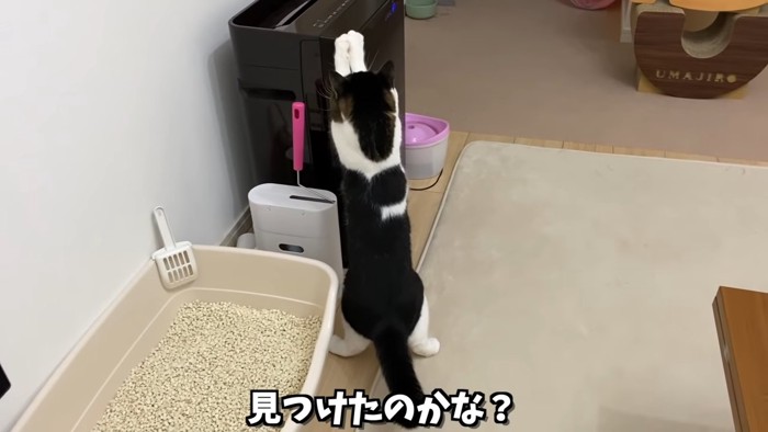 立ち耳猫の立っている後ろ姿