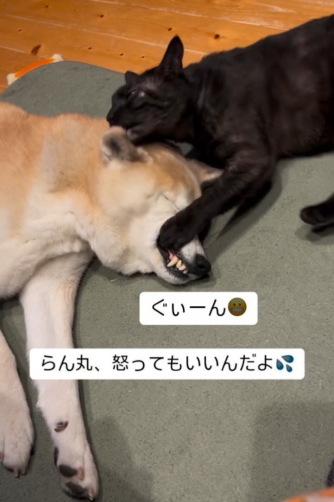 犬をなめる猫