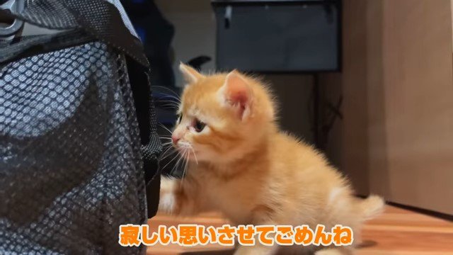 キャリーバッグのそばの子猫