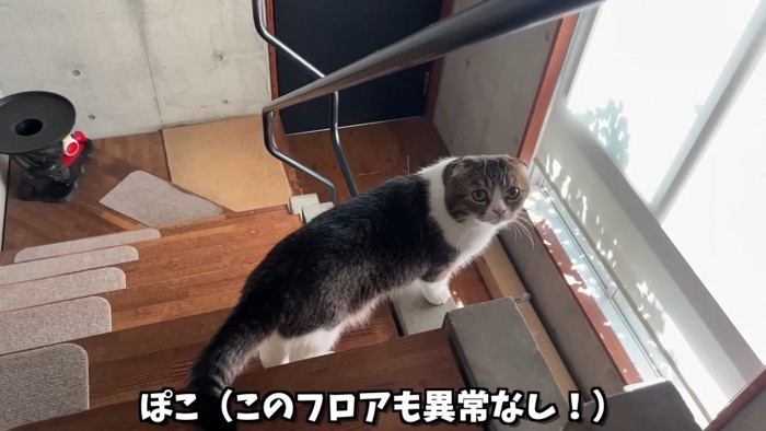 階段にいる折れ耳猫