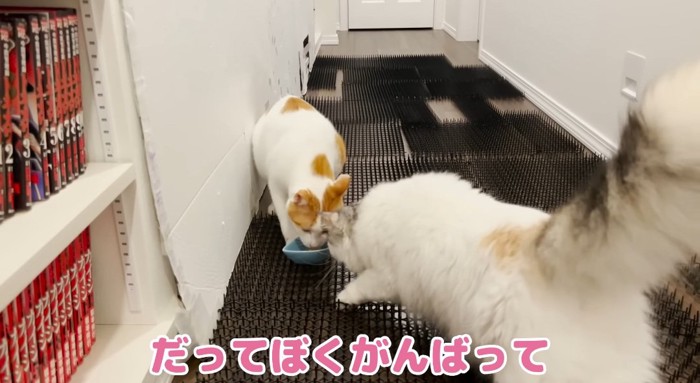 覗き込む猫