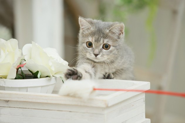 芸人がメロメロになっている遊び中の猫