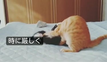 白黒の猫と茶トラの猫