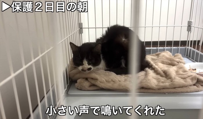 ケージの中でうづくまる猫