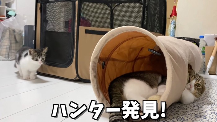 トンネルを見つめる子猫