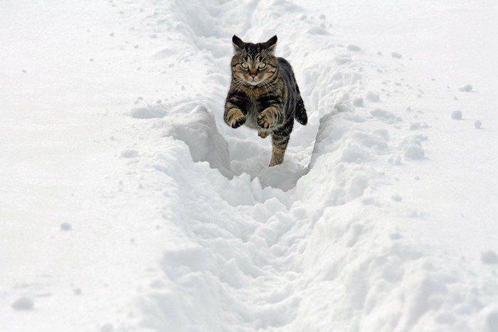 雪の中を走る猫