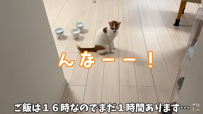 「んなーー!(ごはん)」