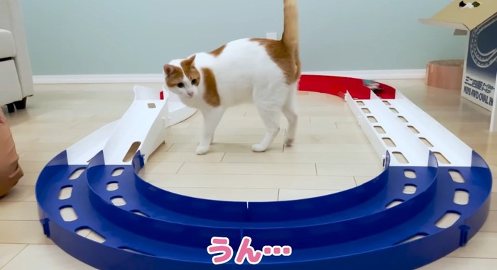 サーキットの中の猫