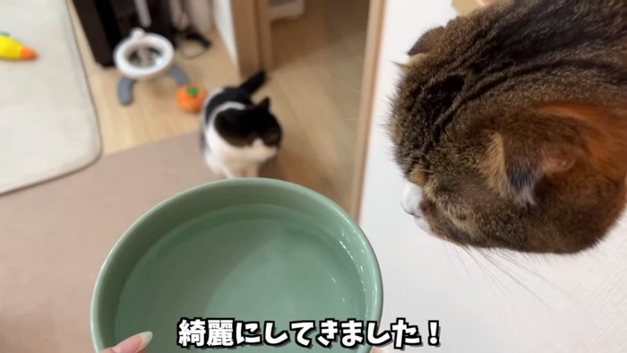 水の器を覗き込む折れ耳猫