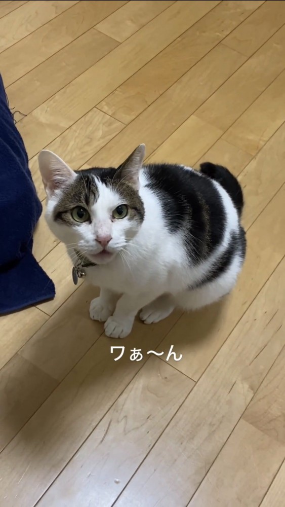 見上げる猫