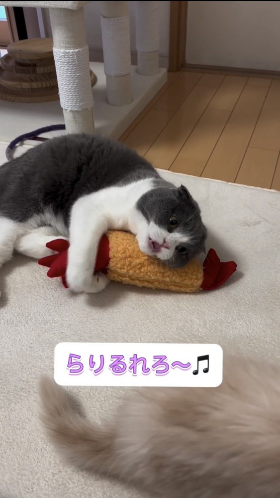 ぬいぐるみで遊ぶ猫