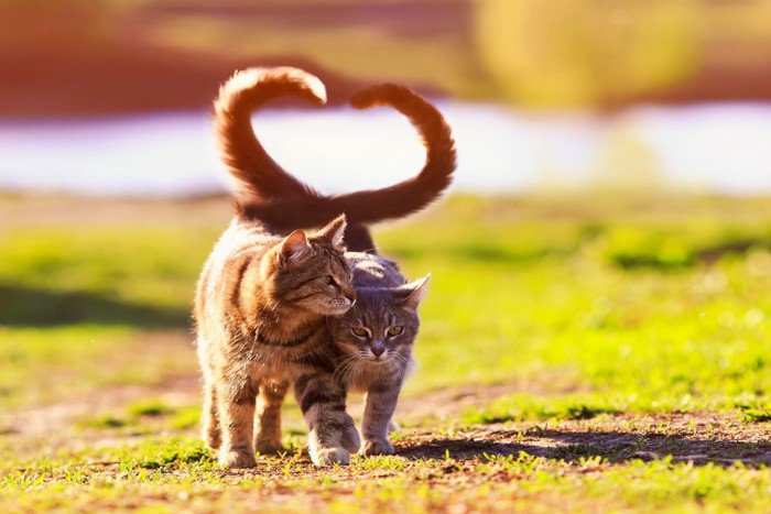 しっぽをからませ合って歩く2匹の猫