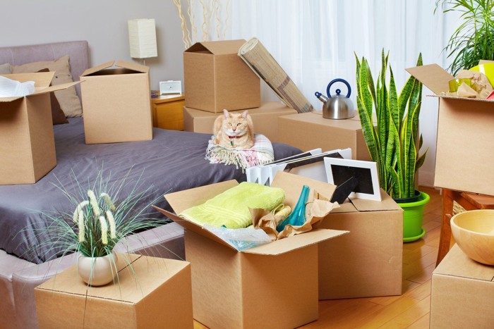 引っ越し作業中の部屋にいる猫