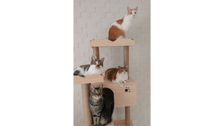 キャットタワーにいる猫たち