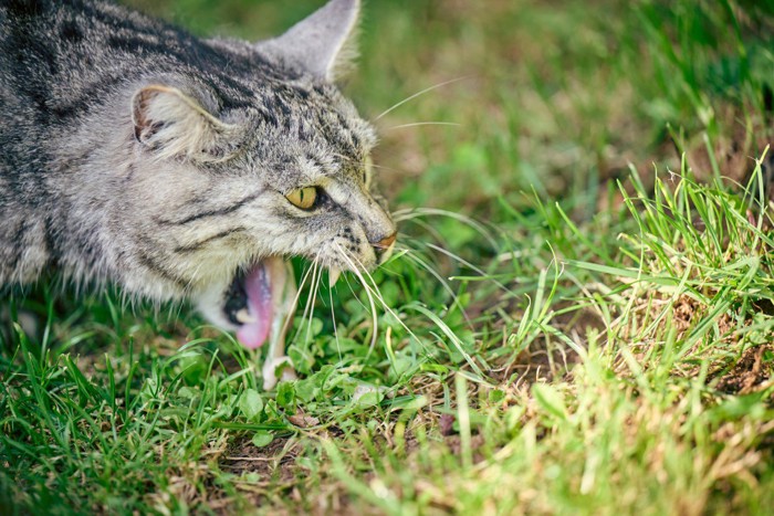 吐きそうな猫