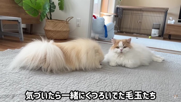 犬と猫