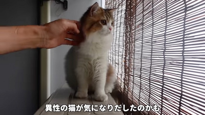 外を見る猫