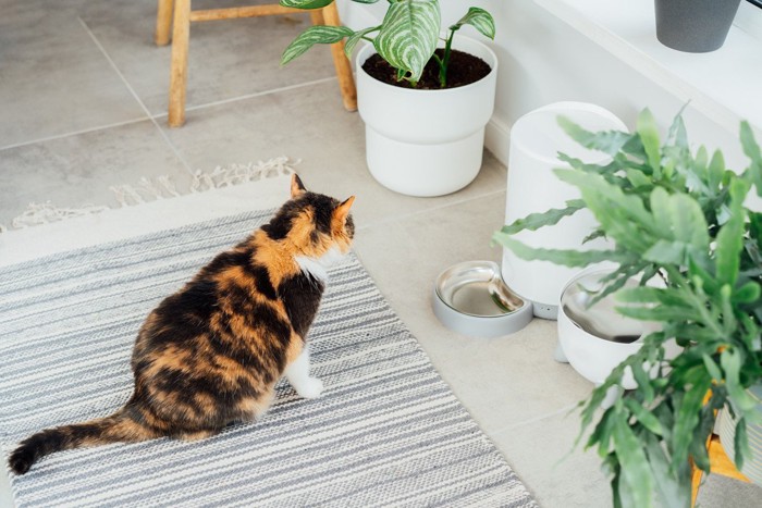 自動給餌器を見つめる猫