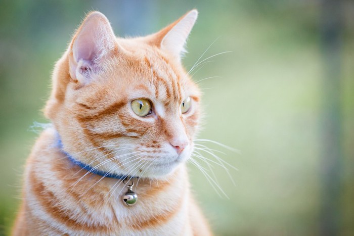 鈴のついた青い首輪をした茶トラ猫