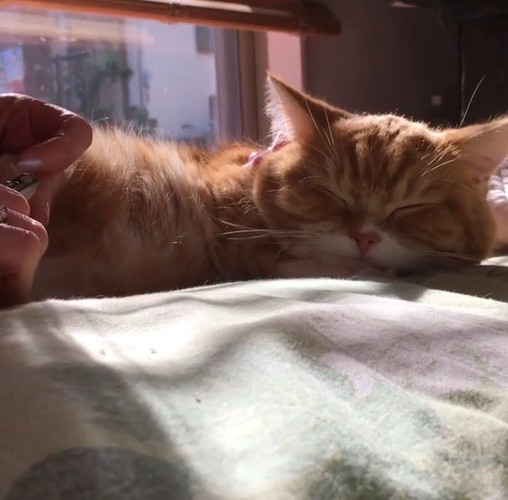 目を閉じている猫の後ろ足を優しく掴む飼い主