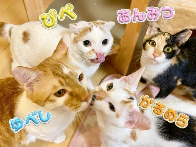 4匹の猫
