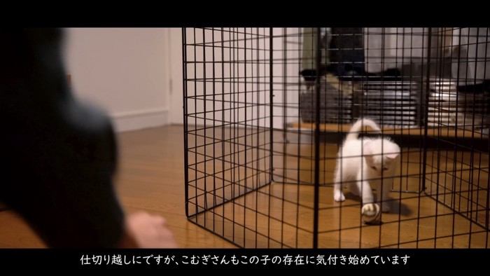 ボールで遊ぶ子猫