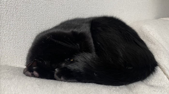 寝相によってどこが頭か分からなくなった猫