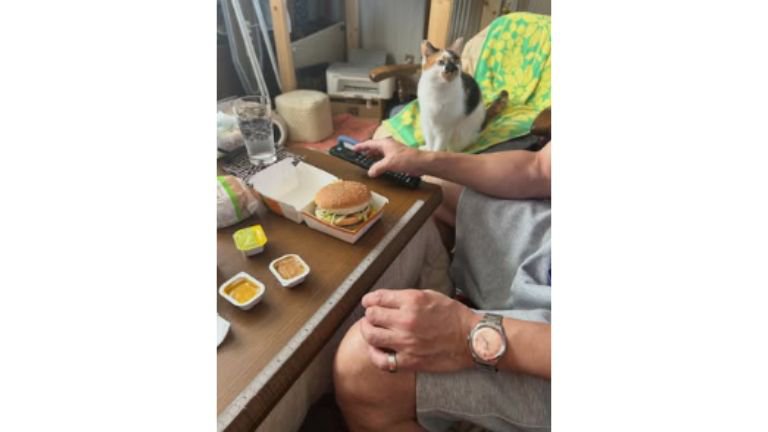 室内にいる猫