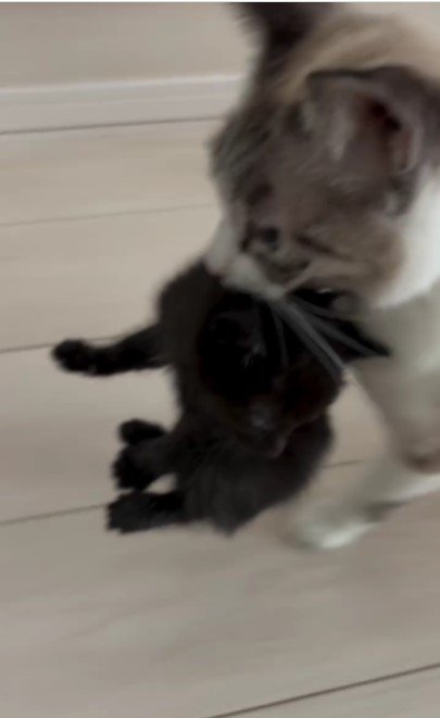 母猫に運ばれる子猫