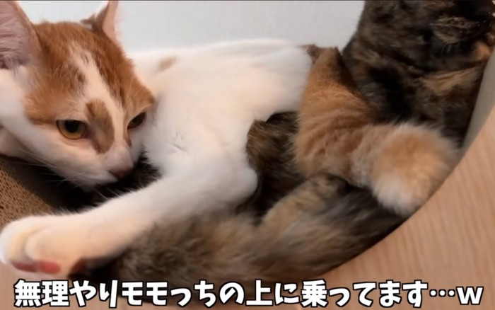 満足そうな猫