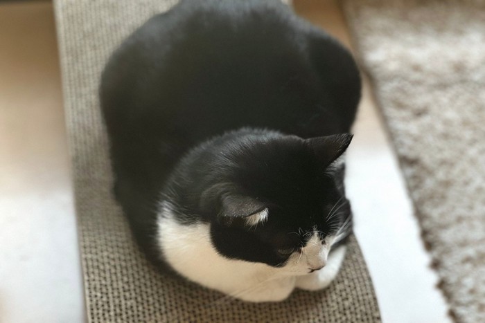 爪とぎの上で香箱座りをしている猫
