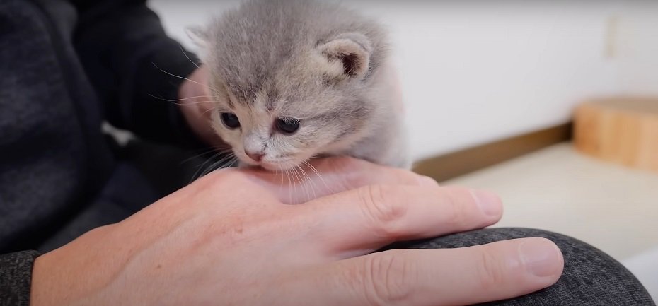 手の中の子猫％ミィちゃん