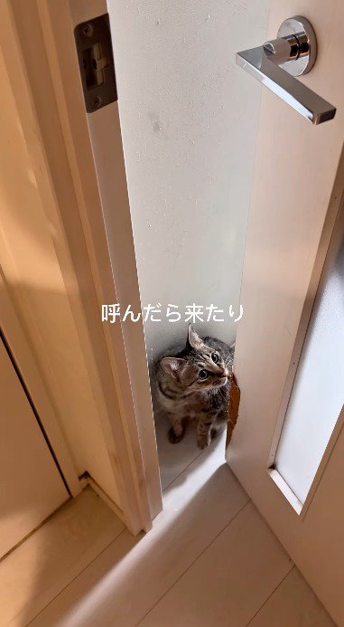 ドアの隙間から飼い主を見つめる猫