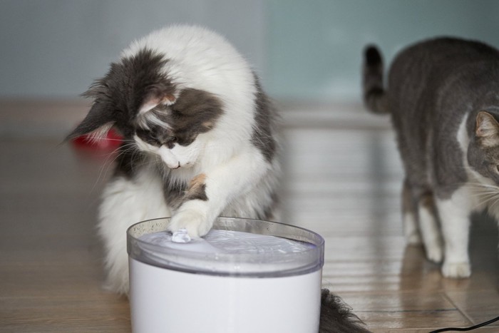 水飲み器で遊ぶ猫