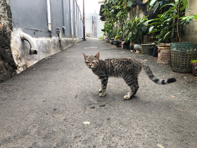近所を出歩く猫