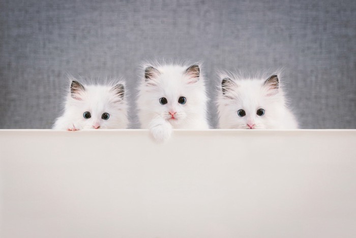 3匹の白い長毛猫