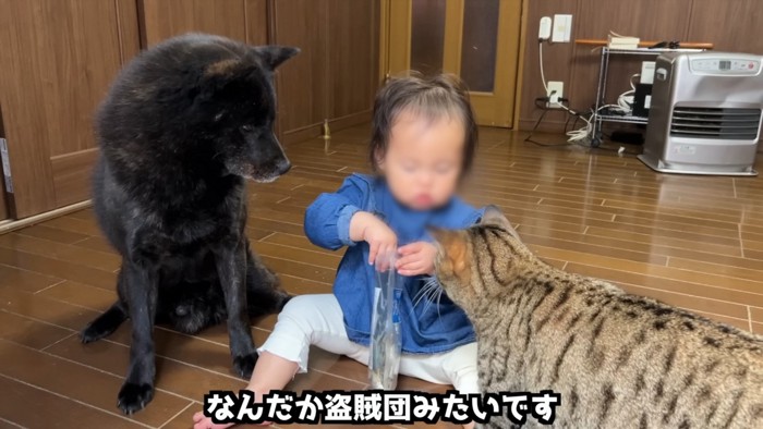 子供が持つ袋を見つめる犬猫