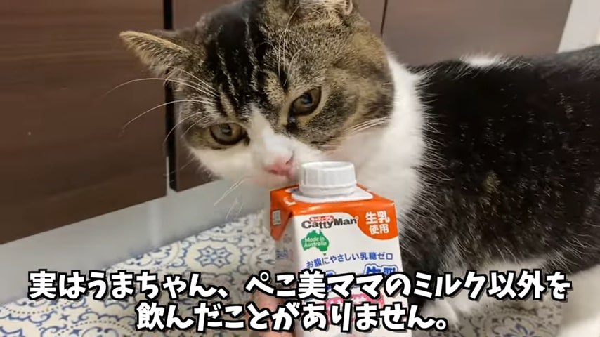 ミルクのパッケージのニオイを嗅ぐ猫