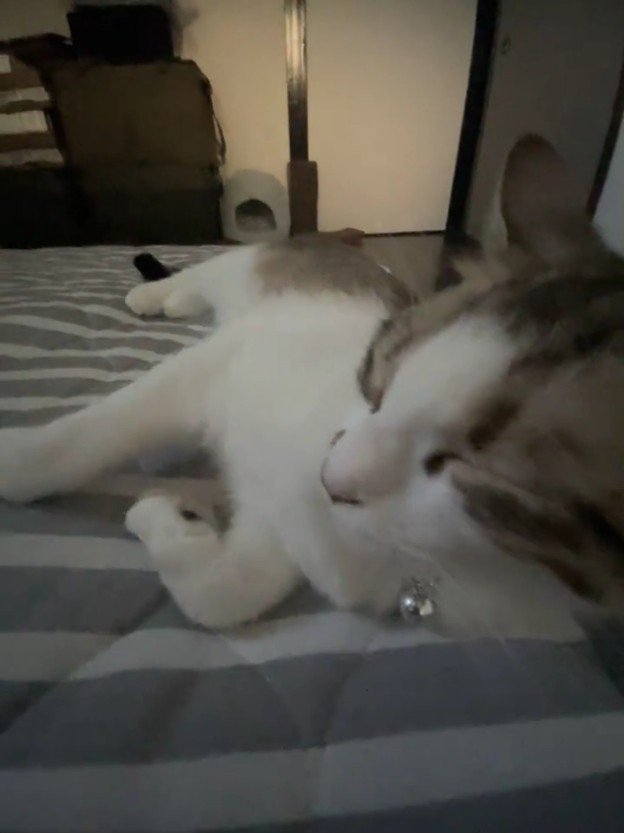 目を閉じる猫