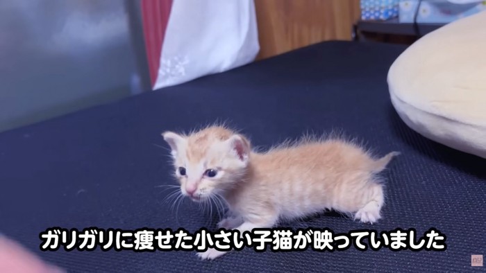 テロップ「ガリガリに痩せた～」