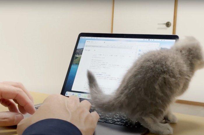 後ろ姿の子猫