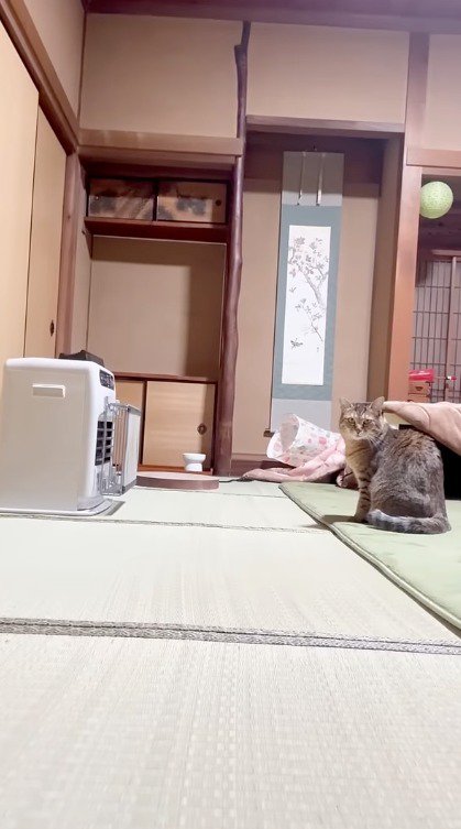 ヒーターのそばに座りながらカメラを見つめる猫