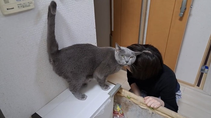 飼い主と遊ぶ猫