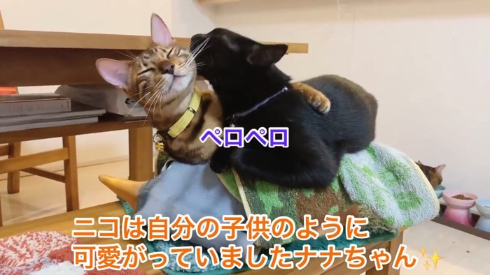 ベンガル猫を毛づくろいする黒猫