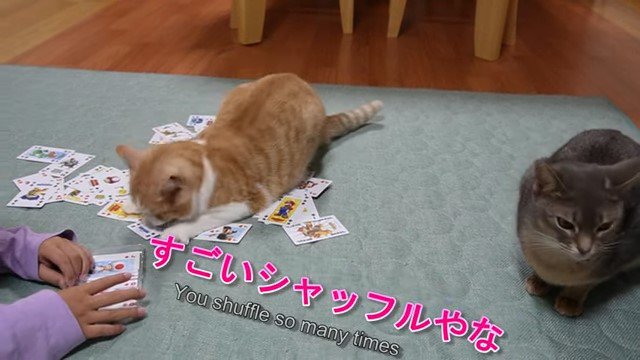 トランプの上の猫と横を向いている猫