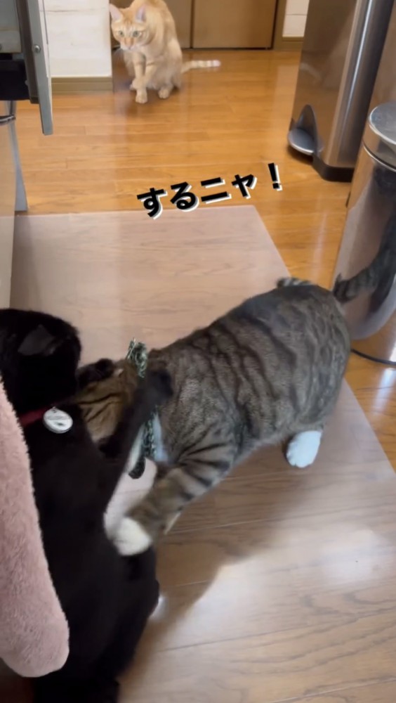 飛びかかる猫