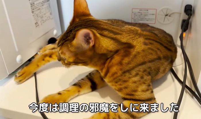 レンジの隣に寝そべる猫